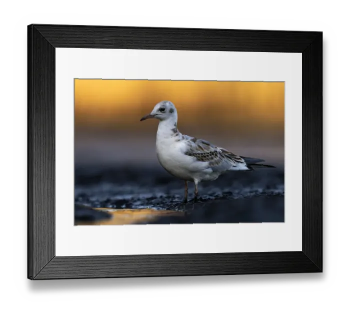 Framed Print : Black-headed gull (Chroicocephalus ridibundus), Valkenhorst Nature Reserve Framed Print : Black-headed gull (Chroicocephalus ridibundus), Valkenhorst Nature Reserve
