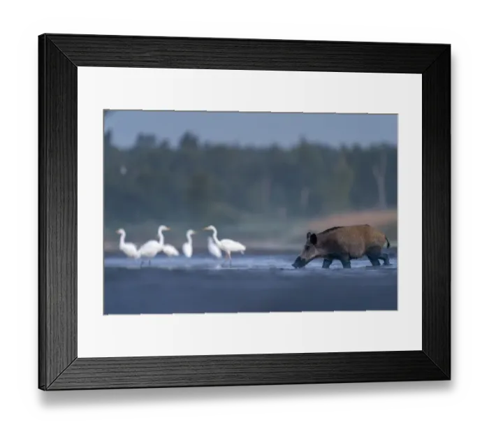 Framed Print : Wild boar (Sus scrofa) crossing drying pond with Great white egret (Ardea alba Framed Print : Wild boar (Sus scrofa) crossing drying pond with Great white egret (Ardea alba