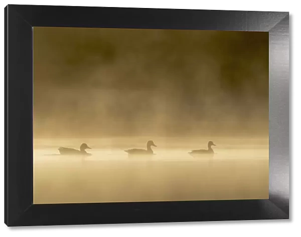 Three Mallards (Anas platyrhynchos) on shallow pond on misty morning at sunrise