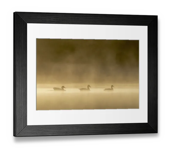 Framed Print : Three Mallards (Anas platyrhynchos) on shallow pond on misty morning at sunrise Framed Print : Three Mallards (Anas platyrhynchos) on shallow pond on misty morning at sunrise