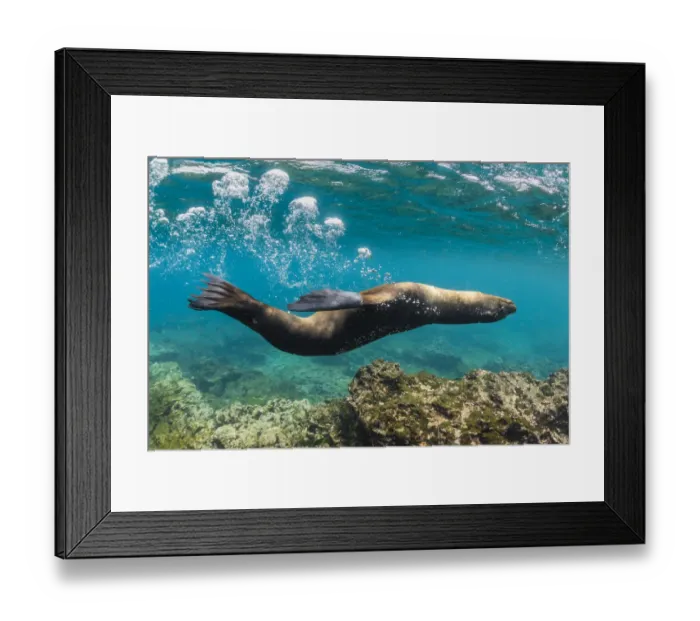 Framed Print : Galapagos sea lion (Zalophus wollebaeki) yearling pup blowing bubbles Framed Print : Galapagos sea lion (Zalophus wollebaeki) yearling pup blowing bubbles