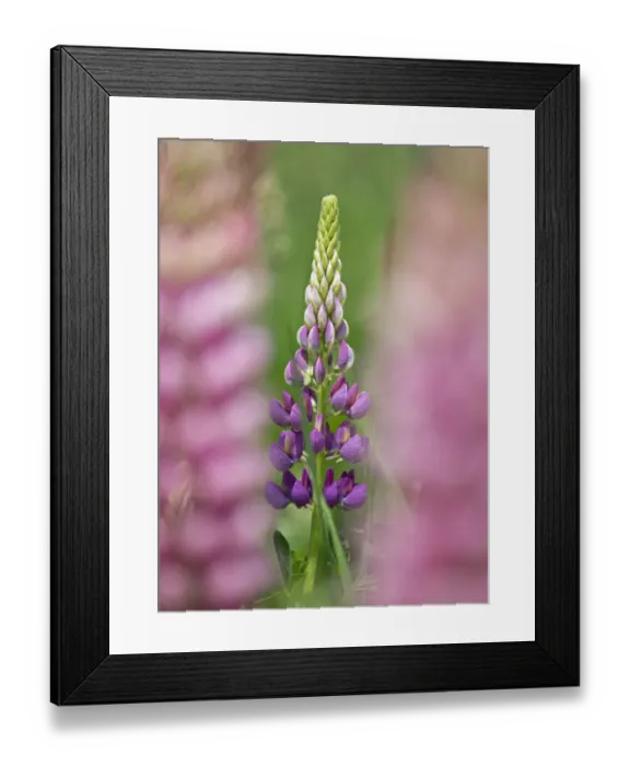 Framed Print : Garden lupin (Lupinus polyphyllus) Terwick Church Fields, Sussex, UK. June Framed Print : Garden lupin (Lupinus polyphyllus) Terwick Church Fields, Sussex, UK. June