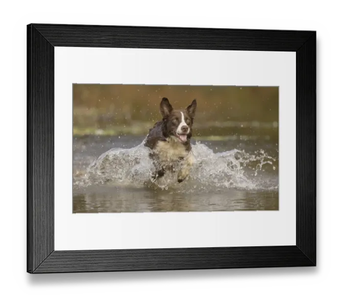 Framed Print : Chocolate border collie dog playing in water, Maryland, USA Framed Print : Chocolate border collie dog playing in water, Maryland, USA