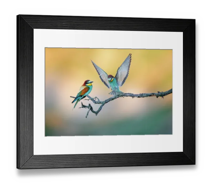 Framed Print : European bee-eater (Merops apiaster) two perched on branch, Lower Silesia, Poland Framed Print : European bee-eater (Merops apiaster) two perched on branch, Lower Silesia, Poland