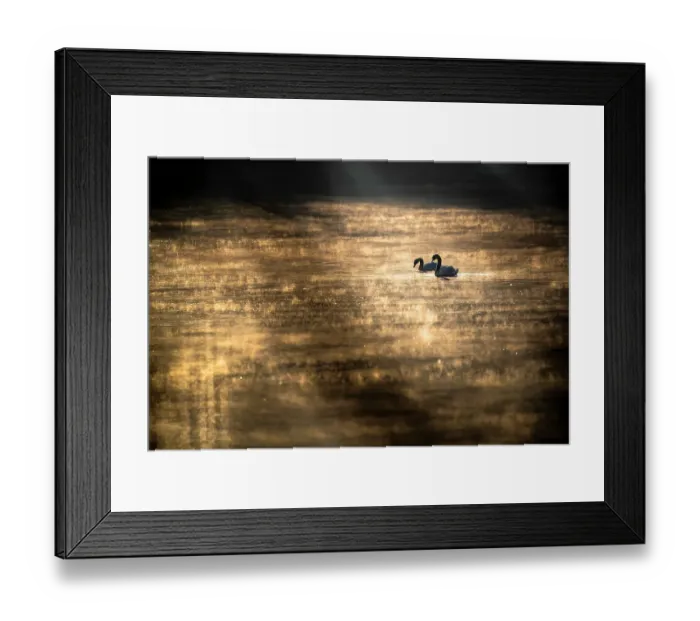 Framed Print : Mute swan (Cygnus olor) swimming on sun-dappled water, Lower Silesia, Poland Framed Print : Mute swan (Cygnus olor) swimming on sun-dappled water, Lower Silesia, Poland
