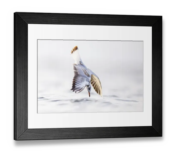 Framed Print : Black-headed gull (Chroicocephalus ridibundus) diving into sea, hunting shellfish Framed Print : Black-headed gull (Chroicocephalus ridibundus) diving into sea, hunting shellfish