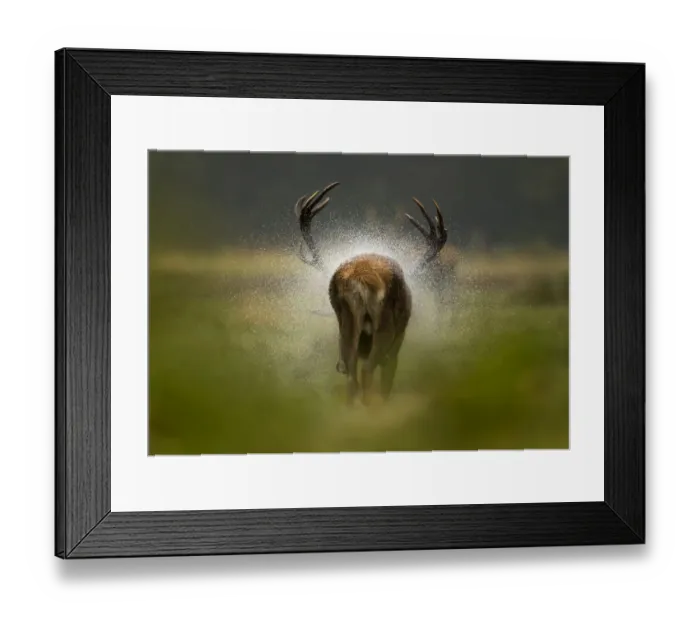 Framed Print : Red deer stag (Cervus elaphus) rear view, shaking water off itself after the rain Framed Print : Red deer stag (Cervus elaphus) rear view, shaking water off itself after the rain