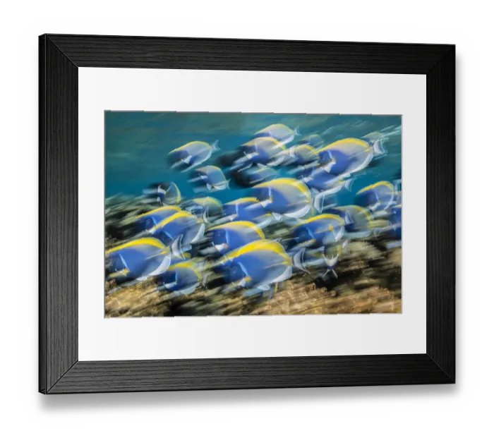 Framed Print : School of powderblue surgeonfish (Acanthurus leucosternon) feeding, Laamu Atoll, Maldives Framed Print : School of powderblue surgeonfish (Acanthurus leucosternon) feeding, Laamu Atoll, Maldives