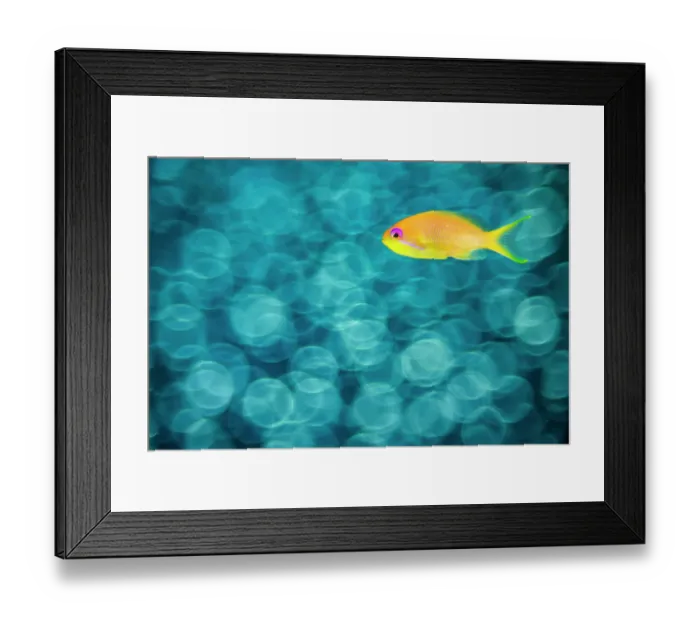 Framed Print : Female scalefin anthias (Pseudanthias squamipinnis) swimming in front of a school of glassfish (Apogonidae), whose shiny bodies are rendered into out of focus bokeh patterns. Laamu Atoll, Maldives. Indian Ocean Framed Print : Female scalefin anthias (Pseudanthias squamipinnis) swimming in front of a school of glassfish (Apogonidae), whose shiny bodies are rendered into out of focus bokeh patterns. Laamu Atoll, Maldives. Indian Ocean