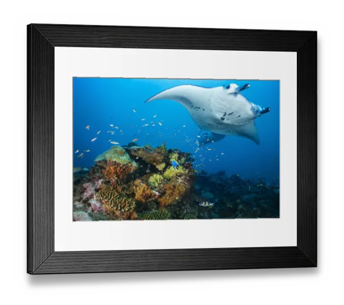 Framed Print : Pair of reef mantas (Mobula alfredi) visiting a colourful cleaning station on a coral