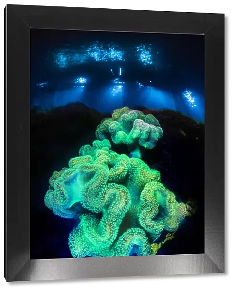 Leather corals (Sarcophyton sp. ) fluoresce at night under blue light on a coral reef
