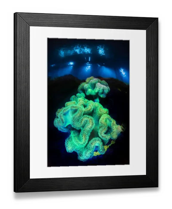 Framed Print : Leather corals (Sarcophyton sp. ) fluoresce at night under blue light on a coral reef Framed Print : Leather corals (Sarcophyton sp. ) fluoresce at night under blue light on a coral reef