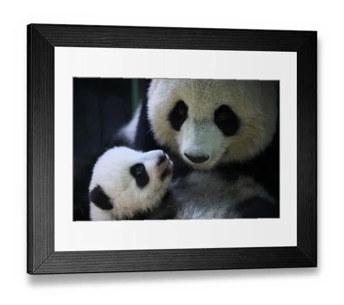 Framed Print : Female Giant panda (Ailuropoda melanoleuca), Huan Huan, holding her female cub, Yuandudu Framed Print : Female Giant panda (Ailuropoda melanoleuca), Huan Huan, holding her female cub, Yuandudu