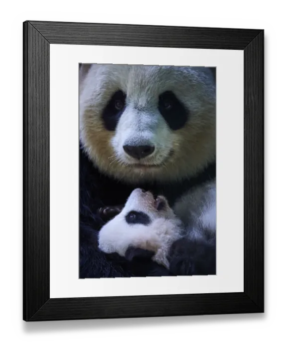 Framed Print : Female Giant panda (Ailuropoda melanoleuca), Huan Huan, holding her female cub, Huanlili Framed Print : Female Giant panda (Ailuropoda melanoleuca), Huan Huan, holding her female cub, Huanlili