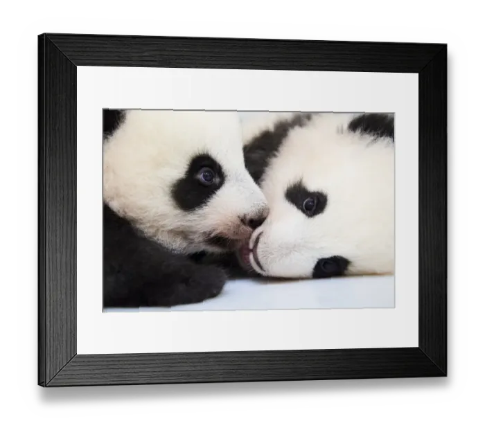Framed Print : Female Giant panda (Ailuropoda melanoleuca) twin cubs, Yuandudu and Huanlili Framed Print : Female Giant panda (Ailuropoda melanoleuca) twin cubs, Yuandudu and Huanlili