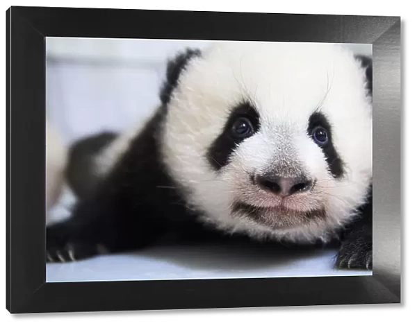Female Giant panda (Ailuropoda melanoleuca) cub Yuandudu, age 3 months, portrait