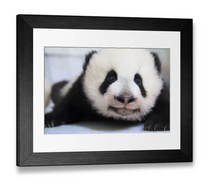 Framed Print : Female Giant panda (Ailuropoda melanoleuca) cub Yuandudu, age 3 months, portrait Framed Print : Female Giant panda (Ailuropoda melanoleuca) cub Yuandudu, age 3 months, portrait