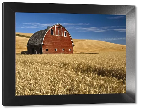 Barn and wheat field in the Palouse farming area of southeastern Washington, USA, August