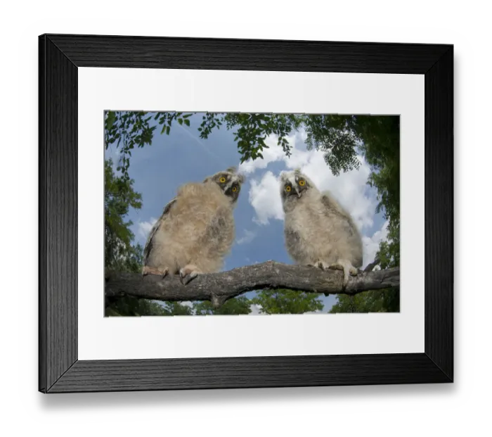 Framed Print : Two Long eared owl chicks (Asio otus) perching on tree branch in daylight, Pusztaszer Framed Print : Two Long eared owl chicks (Asio otus) perching on tree branch in daylight, Pusztaszer