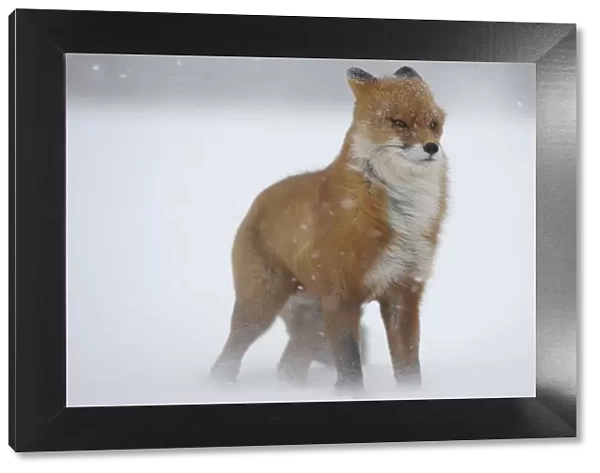 Red fox in a snow storm (Vulpes vulpes) Winter winds on Kamchatka can reach 40 meters a