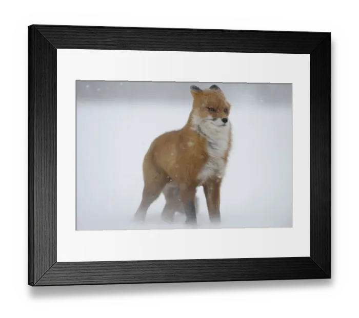 Framed Print : Red fox in a snow storm (Vulpes vulpes) Winter winds on Kamchatka can reach 40 meters a Framed Print : Red fox in a snow storm (Vulpes vulpes) Winter winds on Kamchatka can reach 40 meters a