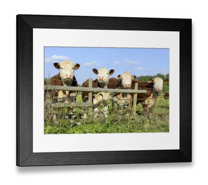 Framed Print : Four Hereford bullocks looking over a fence with Cow Parsley (Anthriscus sylvestris) Framed Print : Four Hereford bullocks looking over a fence with Cow Parsley (Anthriscus sylvestris)