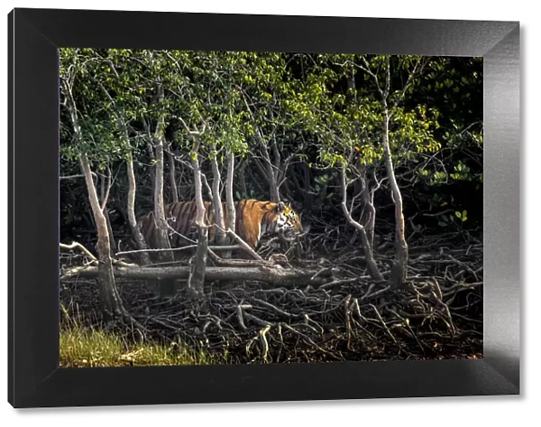 Male Bengal tiger (Panthera tigris tigris) walking through mangrove forest, Sundarbans