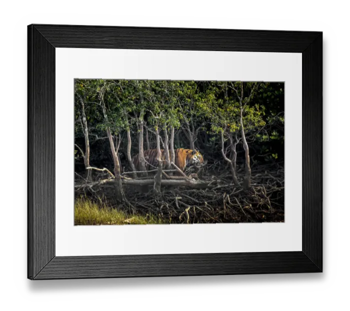 Framed Print : Male Bengal tiger (Panthera tigris tigris) walking through mangrove forest, Sundarbans Framed Print : Male Bengal tiger (Panthera tigris tigris) walking through mangrove forest, Sundarbans