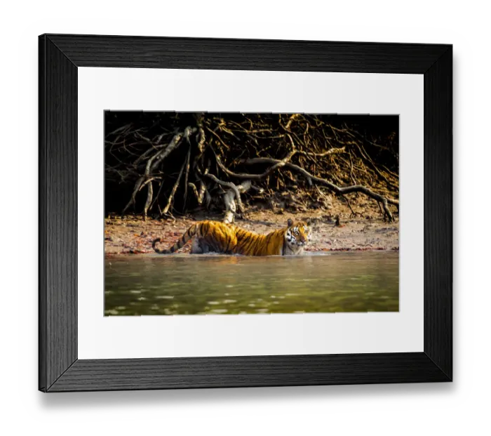 Framed Print : Male Bengal tiger (Panthera tigris tigris) walking in river, Sundarbans, India, 2017 Framed Print : Male Bengal tiger (Panthera tigris tigris) walking in river, Sundarbans, India, 2017