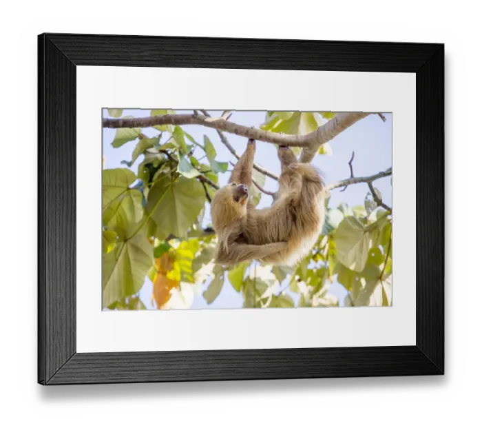 Framed Print : Hoffmanns two-toed sloth (Choloepus hoffmanni) hanging from tree branch, Panama Framed Print : Hoffmanns two-toed sloth (Choloepus hoffmanni) hanging from tree branch, Panama