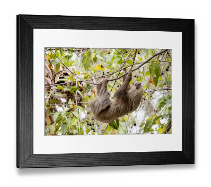 Framed Print : Hoffmanns two-toed sloth (Choloepus hoffmanni) hanging from tree branch, Panama Framed Print : Hoffmanns two-toed sloth (Choloepus hoffmanni) hanging from tree branch, Panama
