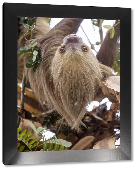 Hoffmanns two-toed sloth (Choloepus hoffmanni) hanging from tree branch, Panama