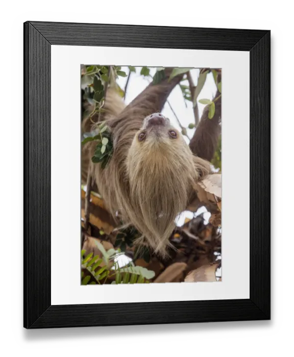 Framed Print : Hoffmanns two-toed sloth (Choloepus hoffmanni) hanging from tree branch, Panama Framed Print : Hoffmanns two-toed sloth (Choloepus hoffmanni) hanging from tree branch, Panama