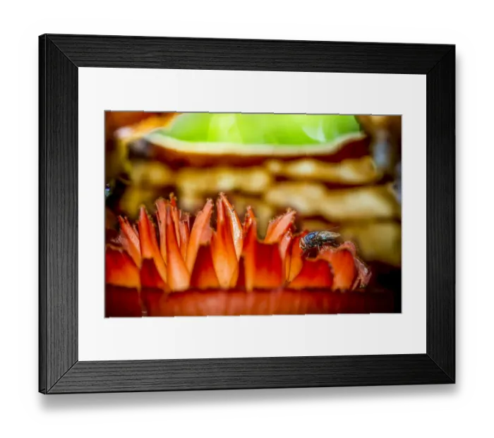 Framed Print : Carrion fly on the parasitic plant Rafflesia pricei flower, Mount Kinabalu, Borneo, May Framed Print : Carrion fly on the parasitic plant Rafflesia pricei flower, Mount Kinabalu, Borneo, May