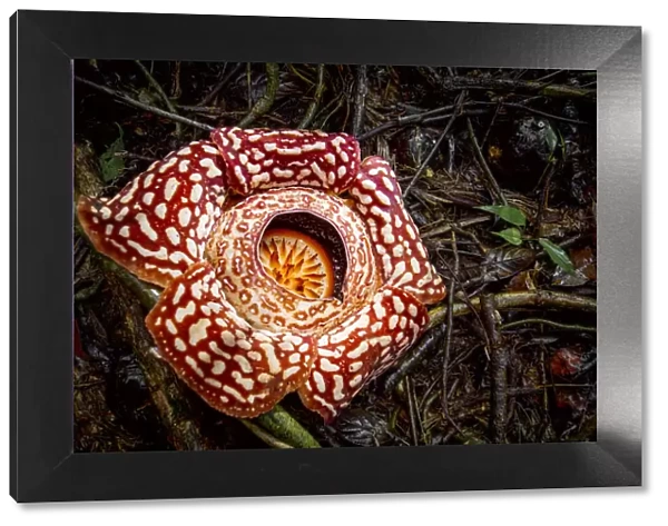 Large flower of the parasitic plant Rafflesia pricei, growing in rainforest