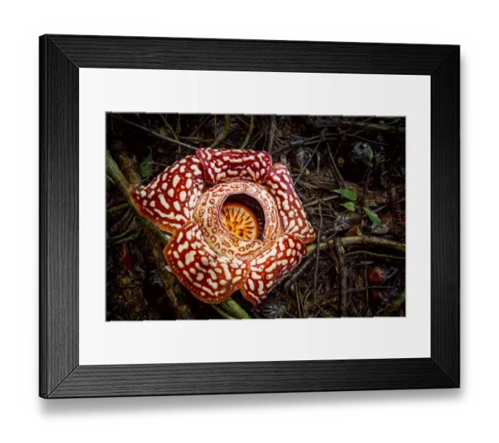 Framed Print : Large flower of the parasitic plant Rafflesia pricei, growing in rainforest Framed Print : Large flower of the parasitic plant Rafflesia pricei, growing in rainforest