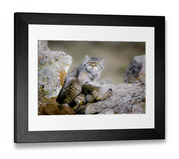 Framed Print : Female Pallass cat (Otocolobus manul) suckling four young kittens at their den Framed Print : Female Pallass cat (Otocolobus manul) suckling four young kittens at their den