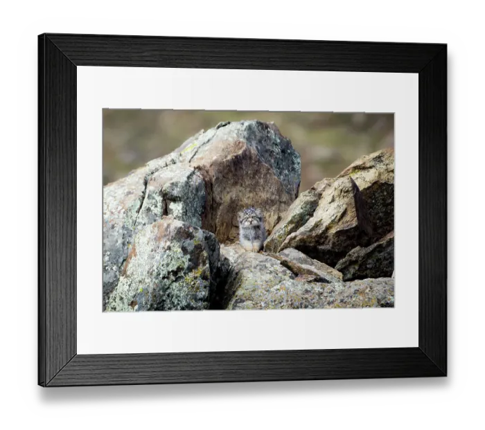 Framed Print : Pallas's cat (Otocolobus manul) kitten waiting at den for mother to return, Mongolia. June. 2017. Filmed for BBC series Big Cats Framed Print : Pallas's cat (Otocolobus manul) kitten waiting at den for mother to return, Mongolia. June. 2017. Filmed for BBC series Big Cats