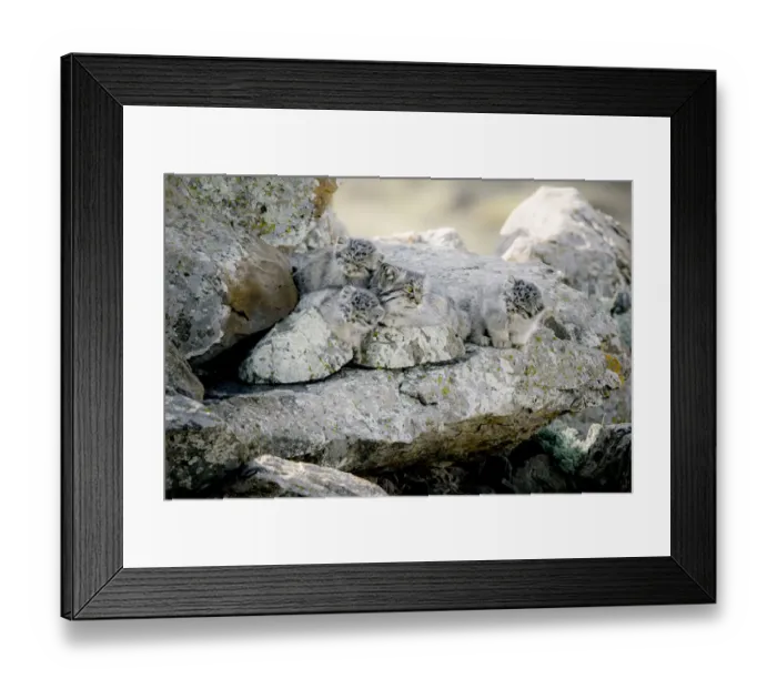 Framed Print : Female Pallass cat (Otocolobus manul) with three kittens at their den site, Mongolia Framed Print : Female Pallass cat (Otocolobus manul) with three kittens at their den site, Mongolia