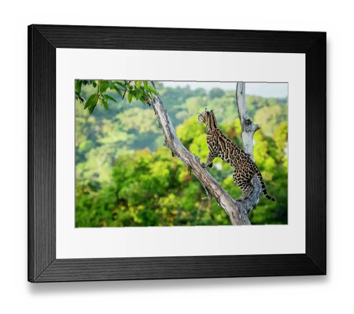 Framed Print : Ocelot (Leopardus pardalis) high up in tree, Costa Rica, Central America, 2016. Filmed for the BBC series Big Cats