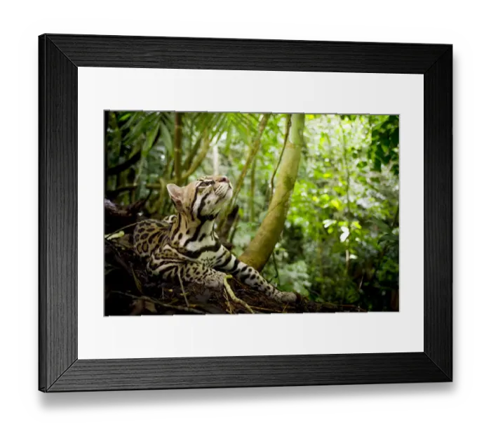 Framed Print : Ocelot (Leopardus pardalis) looking up, Costa Rica, Central America, 2016