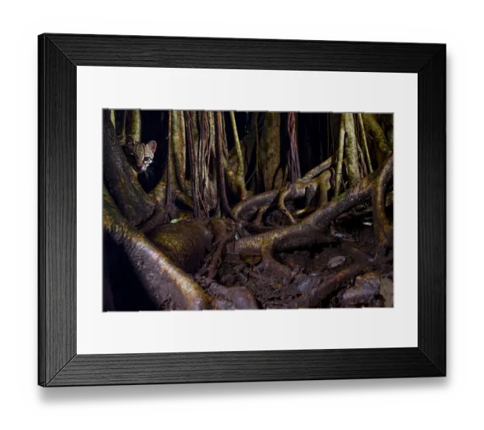 Framed Print : Ocelot (Leopardus pardalis) hiding amongst tree roots, Costa Rica, Central America, 2016 Framed Print : Ocelot (Leopardus pardalis) hiding amongst tree roots, Costa Rica, Central America, 2016