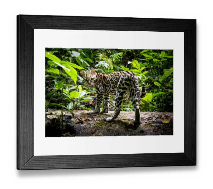 Framed Print : Ocelot (Leopardus pardalis) in rainforest, Costa Rica, Central America, 2016