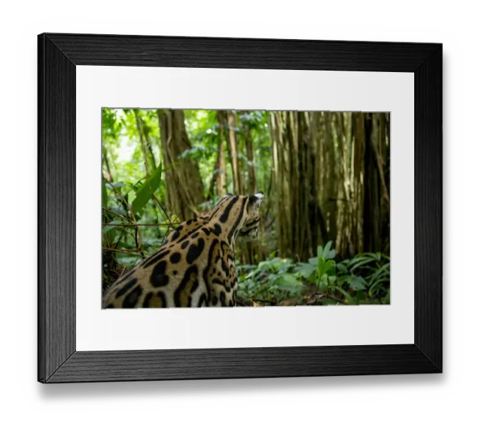 Framed Print : Ocelot (Leopardus pardalis) sitting on forest floor, Costa Rica, Central America, 2016 Framed Print : Ocelot (Leopardus pardalis) sitting on forest floor, Costa Rica, Central America, 2016