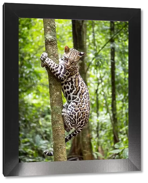 Ocelot (Leopardus pardalis) climbing a tree trunk Costa Rica, Central America, 2016