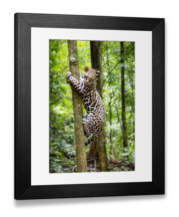 Framed Print : Ocelot (Leopardus pardalis) climbing a tree trunk Costa Rica, Central America, 2016 Framed Print : Ocelot (Leopardus pardalis) climbing a tree trunk Costa Rica, Central America, 2016