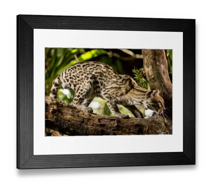 Framed Print : Margay (Leopardus wiedii) on tree branch, Belize, Central America. 2017. Captive