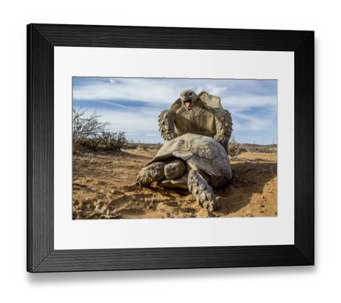 Framed Print : Pair of Leopard tortoises (Stigmochelys pardalis) mating, Karoo, South Africa Framed Print : Pair of Leopard tortoises (Stigmochelys pardalis) mating, Karoo, South Africa