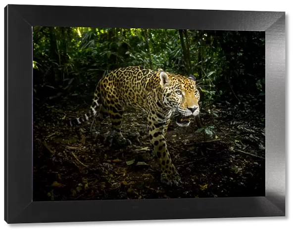 Male Jaguar (Panthera onca) walking through rainforest, Belize, Central America, 2017