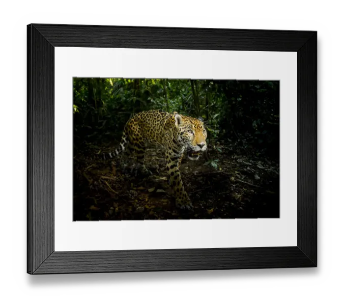 Framed Print : Male Jaguar (Panthera onca) walking through rainforest, Belize, Central America, 2017 Framed Print : Male Jaguar (Panthera onca) walking through rainforest, Belize, Central America, 2017